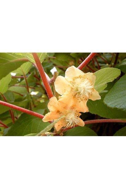 Актинидия аргута Дон Жуан мужская (опылитель) | Actinidia arguta Don Juan | Актинідія аргута Дон Жуан чоловіча (опилювач)